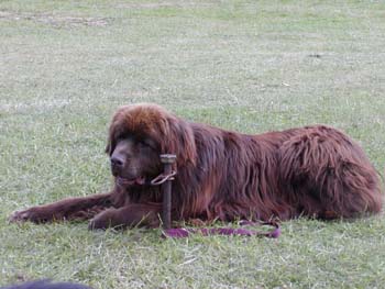 Monty