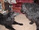 Piglet Picture 11