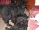 Piglet Picture 13