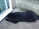 Piglet Picture 15