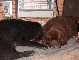Piglet Picture 17