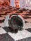 Piglet Picture 22