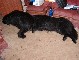 Piglet Picture 8